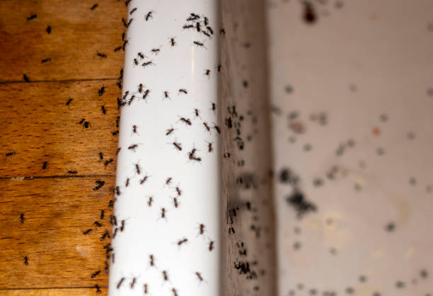 Best Commercial Pest Control Services  in Basalt, CO